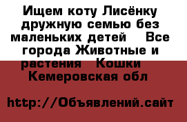 Ищем коту Лисёнку дружную семью без маленьких детей  - Все города Животные и растения » Кошки   . Кемеровская обл.